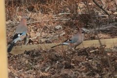 Nøtteskrike (Garrulus glandarius)