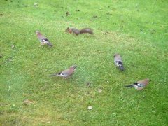 Nøtteskrike (Garrulus glandarius)