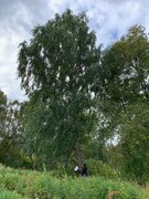 Bjørk (Betula pubescens)