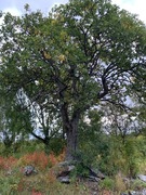 Selje (Salix caprea)