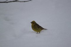 Gulspurv (Emberiza citrinella)