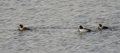 Kvinand (Bucephala clangula)