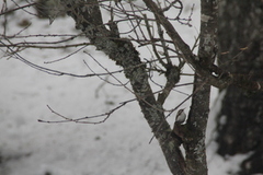 Trekryper (Certhia familiaris)