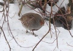 Rapphøne (Perdix perdix)