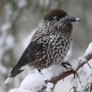 Nøttekråke (Nucifraga caryocatactes)