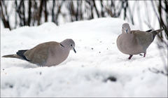 Tyrkerdue (Streptopelia decaocto)