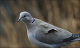 Tyrkerdue (Streptopelia decaocto)