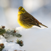 Gulspurv (Emberiza citrinella)