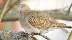 Mongolturteldue (Streptopelia orientalis)