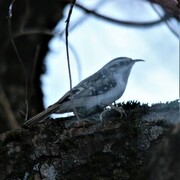 Trekryper (Certhia familiaris)