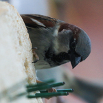 Gråspurv (Passer domesticus)