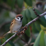 Pilfink (Passer montanus)