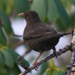 Svarttrost (Turdus merula)