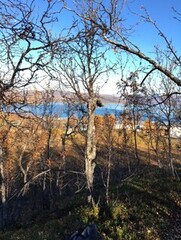 Bjørk (Betula pubescens)