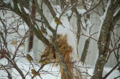 Gulspurv (Emberiza citrinella)