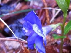 Gravmyrt (Vinca minor)