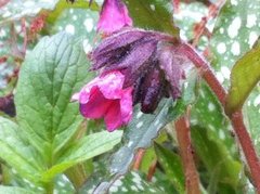 Lungeurtslekta (Pulmonaria)