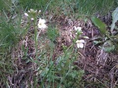 Engkarse (Cardamine pratensis)