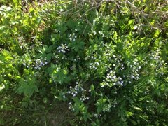 Engkarse (Cardamine pratensis)