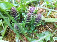 Jonsokkoll (Ajuga pyramidalis)