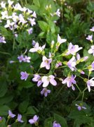 Engkarse (Cardamine pratensis)