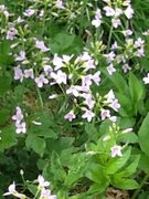 Engkarse (Cardamine pratensis)