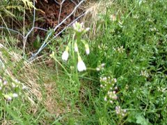 Engkarseslekta (Cardamine)