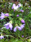 Engkarse (Cardamine pratensis)