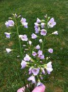 Engkarse (Cardamine pratensis)