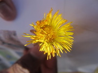 Hestehov (Tussilago farfara)