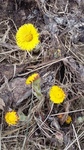 Hestehov (Tussilago farfara)