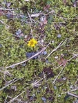 Hestehov (Tussilago farfara)