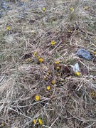 Hestehov (Tussilago farfara)