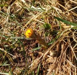 Hestehov (Tussilago farfara)