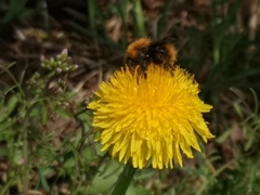 Humler (Bombus)