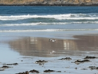 Tjeld (Haematopus ostralegus)