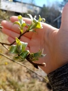 Selje (Salix caprea)