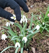 Snøklokke (Galanthus nivalis)