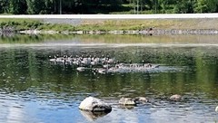 Hvitkinngås (Branta leucopsis)