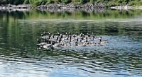 Hvitkinngås (Branta leucopsis)