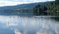 Hvitkinngås (Branta leucopsis)