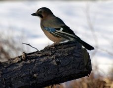 Nøtteskrike (Garrulus glandarius)