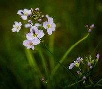 Engkarse (Cardamine pratensis)