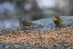 Hvithodespurv (Emberiza leucocephalos)