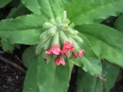 Rød lungeurt (Pulmonaria rubra)