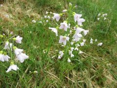 Engkarse (Cardamine pratensis)