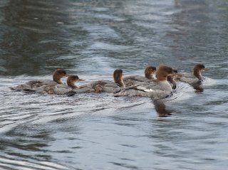 Laksand (Mergus merganser)