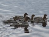 Laksand (Mergus merganser)