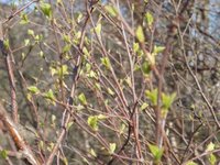 Bjørk (Betula pubescens)