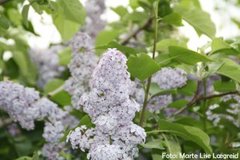 Syrin (Syringa vulgaris)